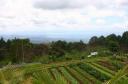 Davao View