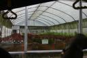 Green house